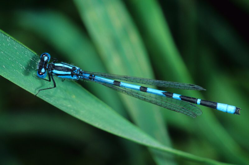 Emperor dragonfly الرعاش الأزرق المخطط