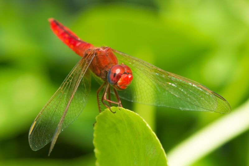 Red dragonfly الرعاش الأحمر أو القرمزي
