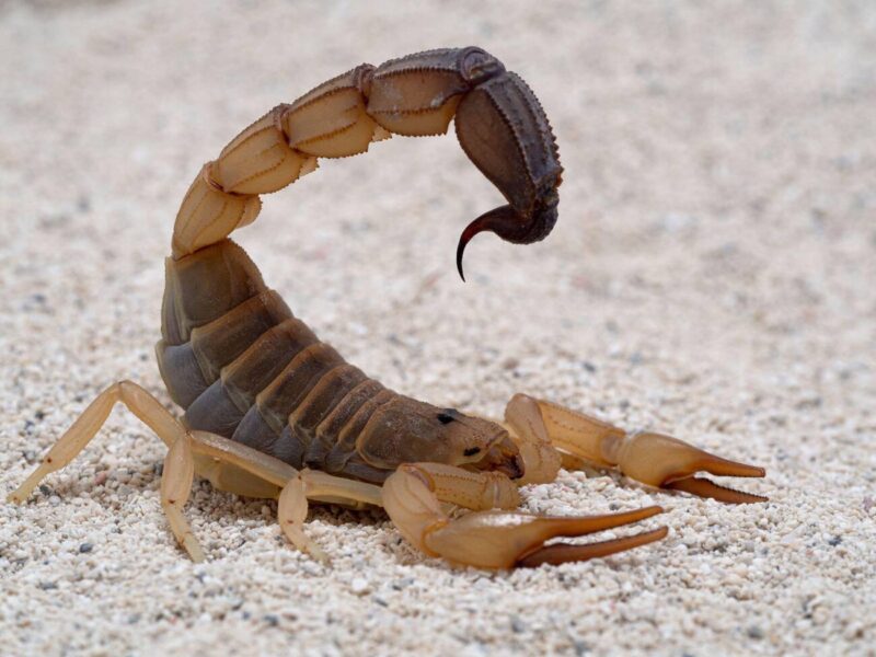 yellow_fat-tailed_scorpion1