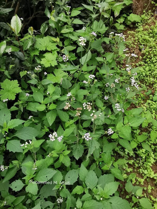 البرجمان - تصوير م