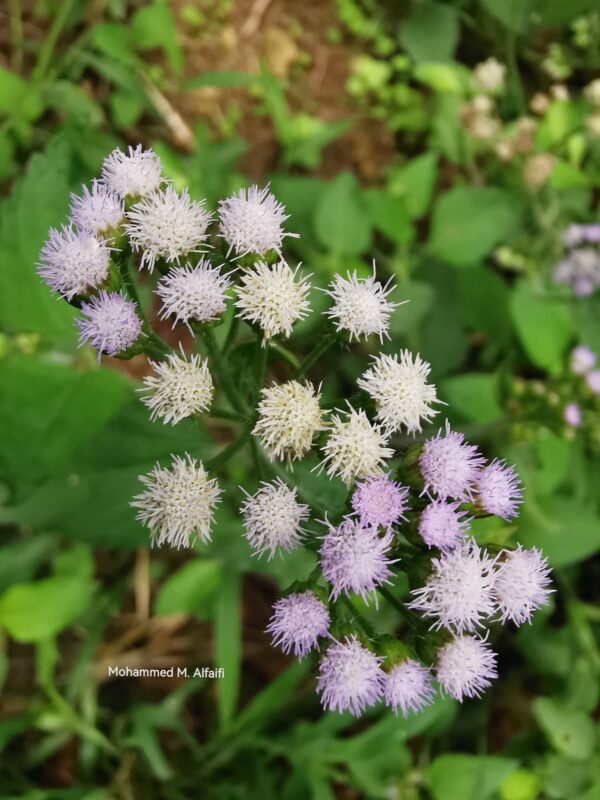 البرجمان - تصوير م