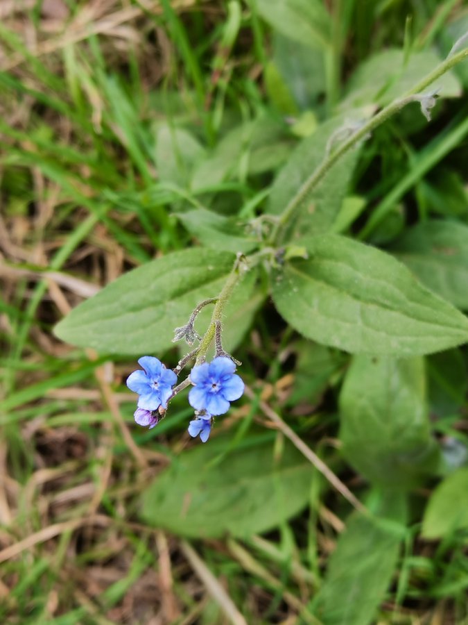 لسان الكلب - تصوير: أ. علي مداوي