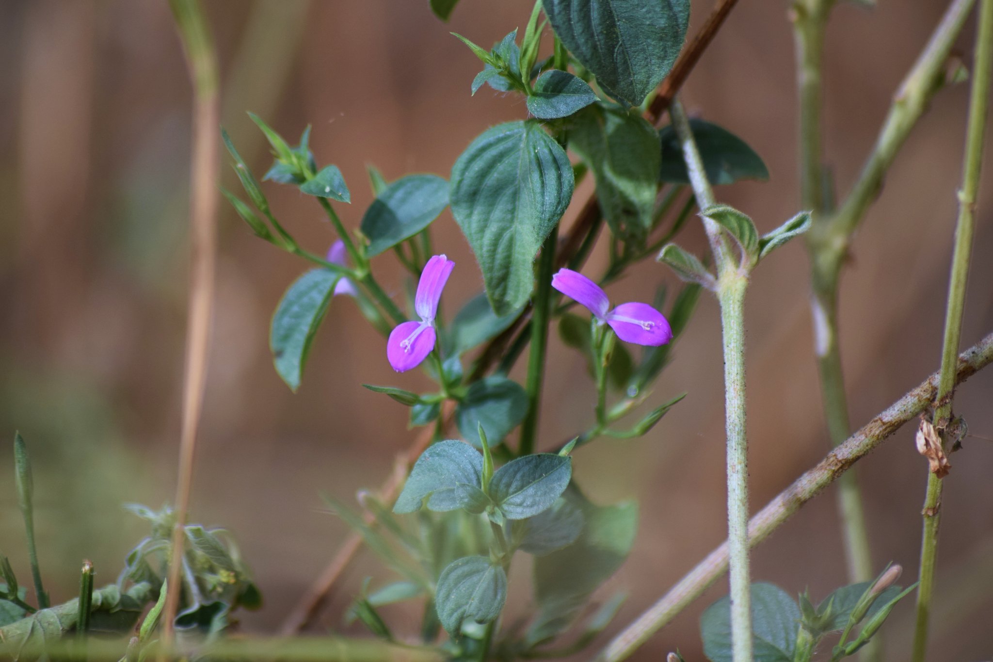 مضيفة  - تصوير د