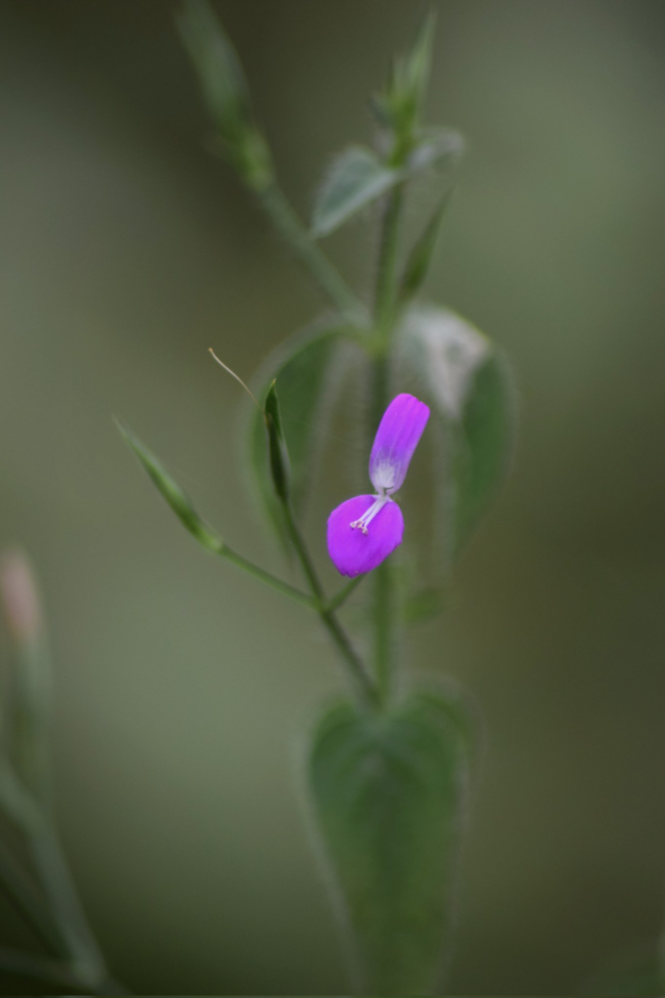 مضيفة  - تصوير د