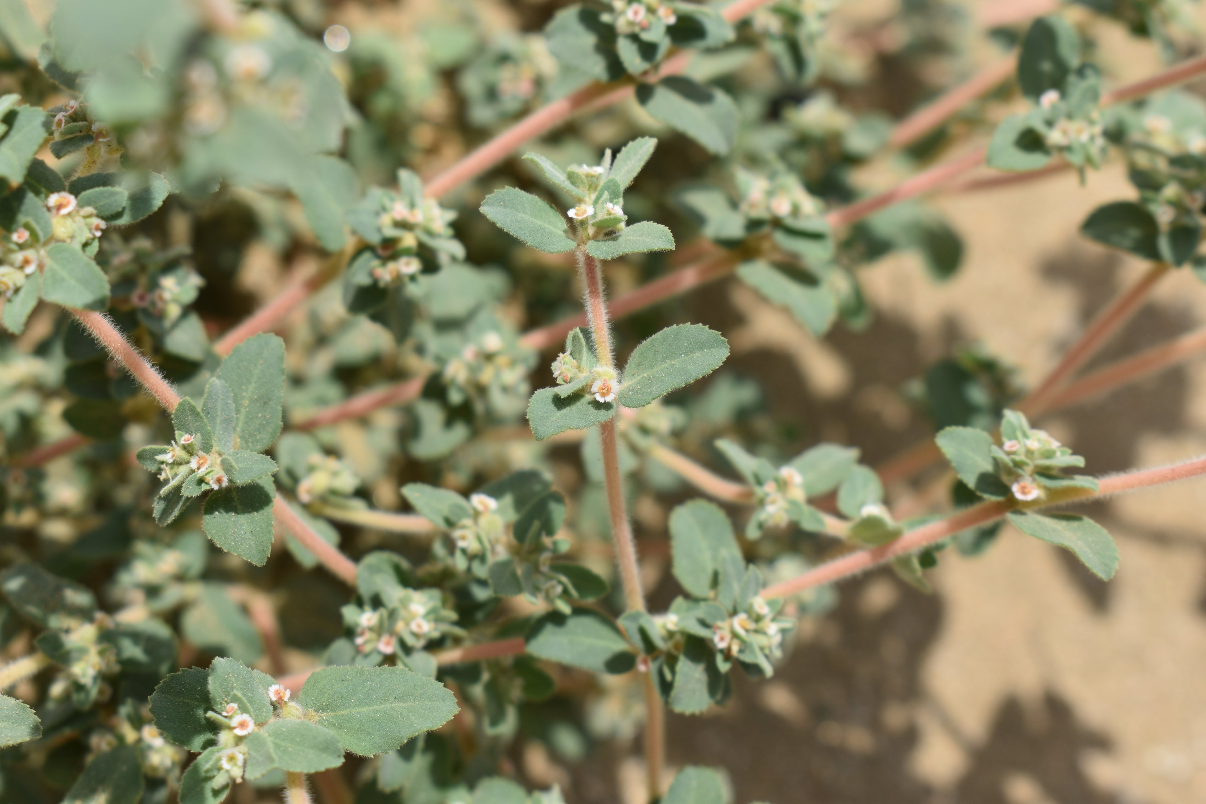 الحلب  - تصوير Botanist