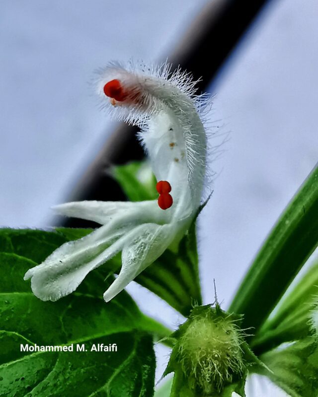 الشقب 1 - تصوير م