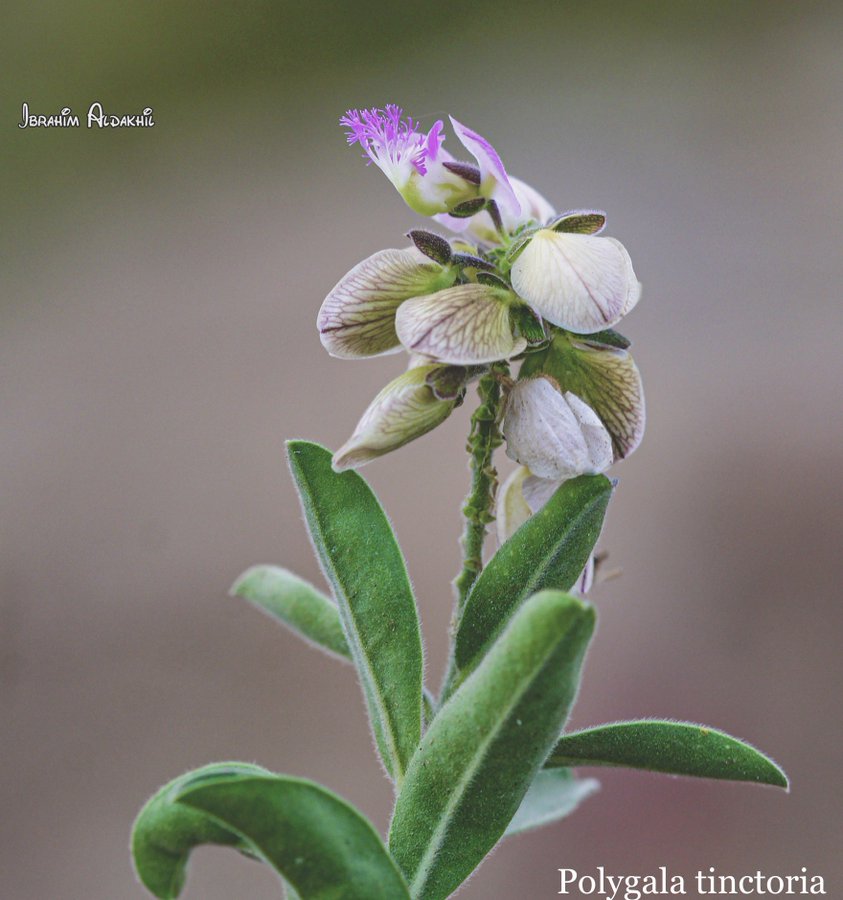الحور - تصوير: أ