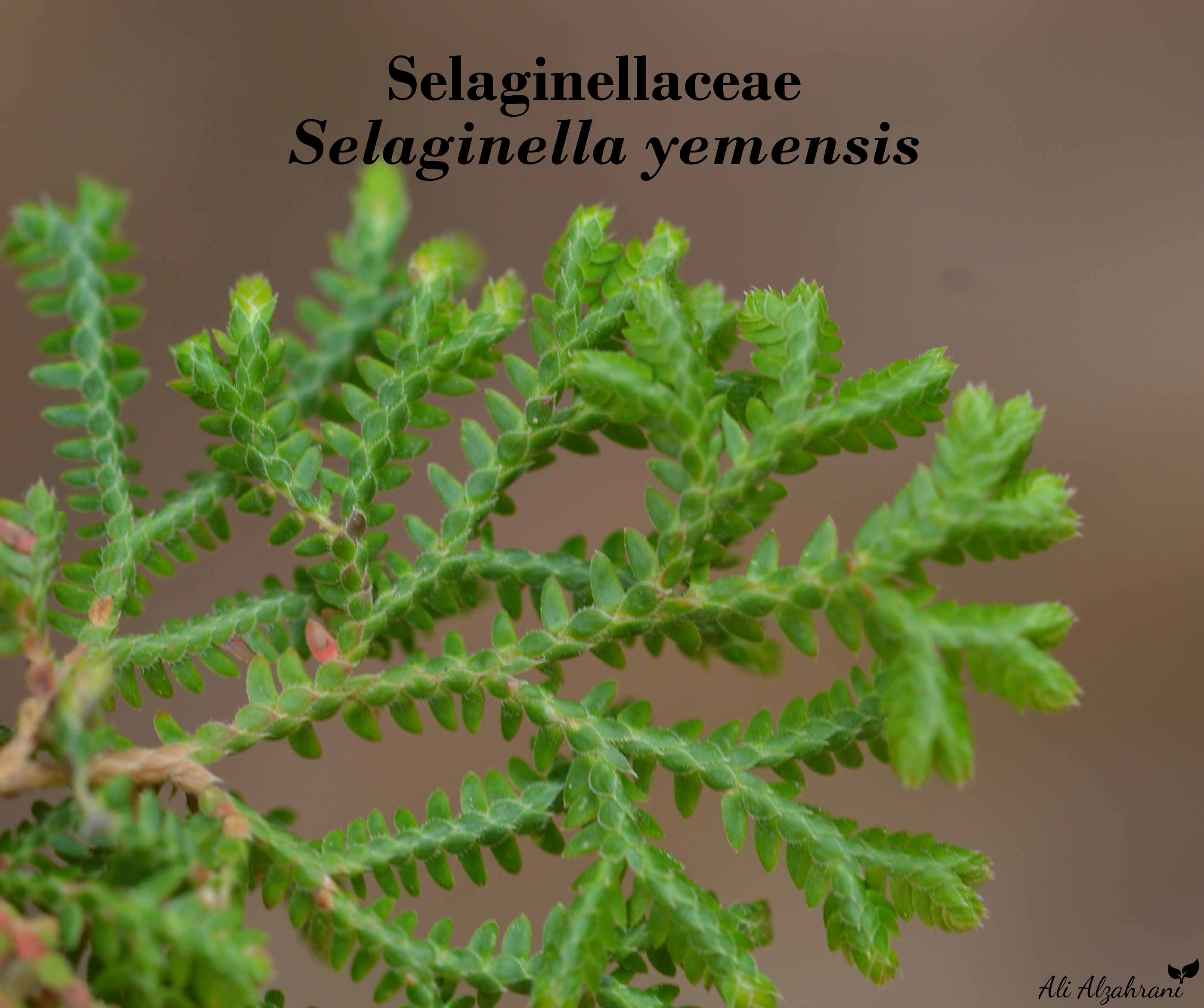 بشاع سرخسي (حوقة) - تصوير د