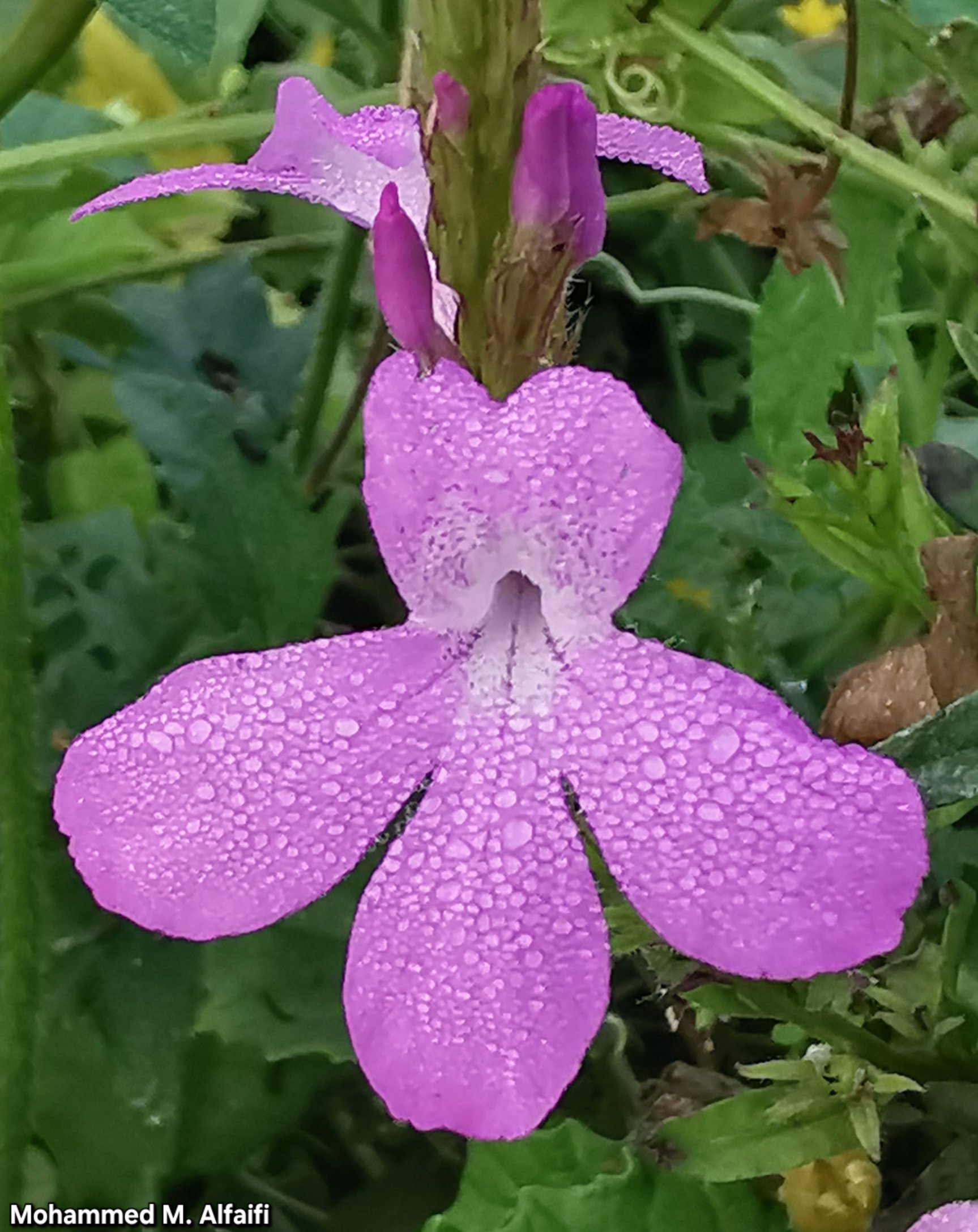 العدار - تصوير م