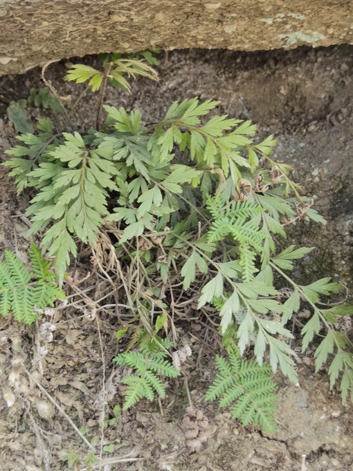 سرخس Asplenium aethiopicum - تصوير مفرح الحريصي