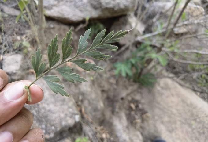سرخس Asplenium aethiopicum - تصوير مفرح الحريصي