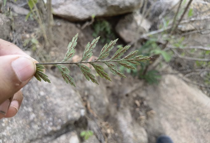 سرخس Asplenium aethiopicum - تصوير مفرح الحريصي