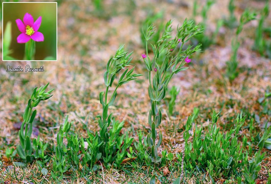centaurium_pulchellum