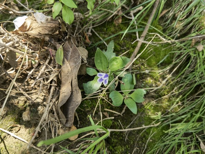 الشجوة - تصوير: أ