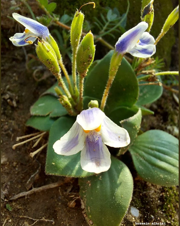 الشجوة - تصوير: أ