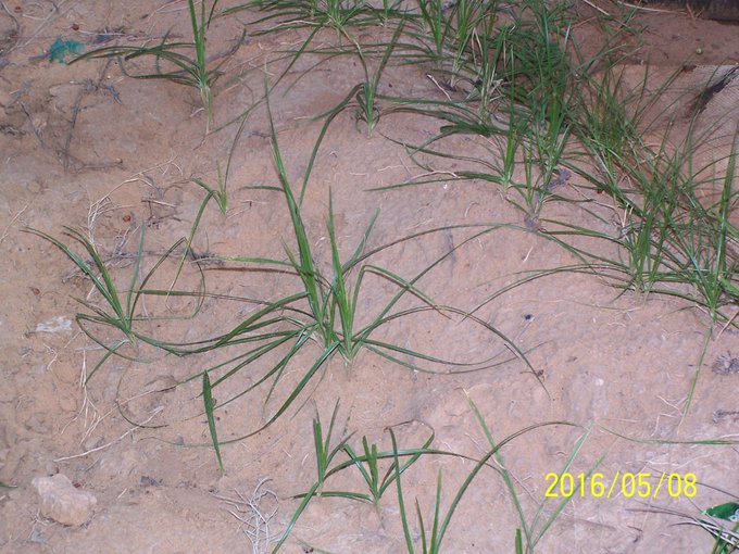 السعد (سعدي، مجصة) - تصوير أ