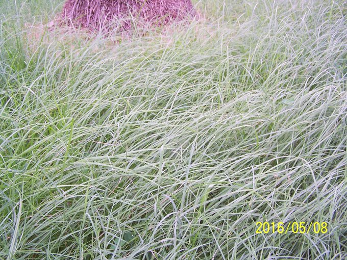 السعد (سعدي، مجصة) - تصوير أ