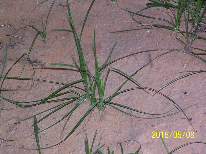 السعد (سعدي، مجصة) - تصوير أ