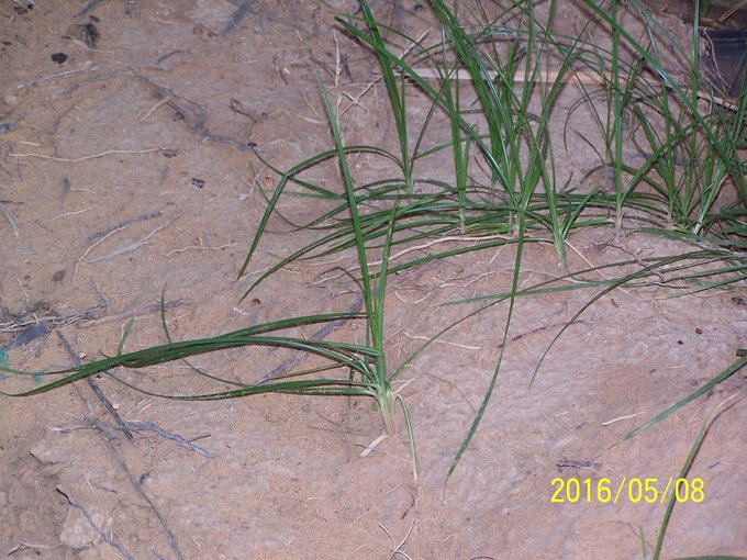 السعد (سعدي، مجصة) - تصوير أ