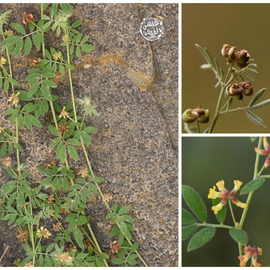 القطعفة - تصوير أ. عيسى الفيفي