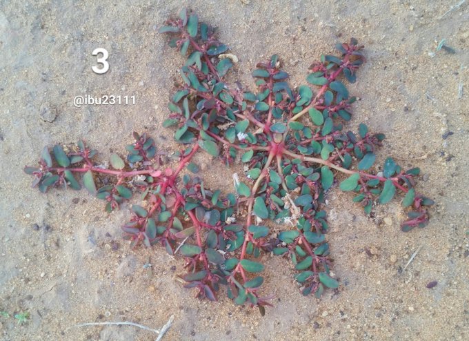 الحلب (لبيد، ملبانه) - تصوير: أ