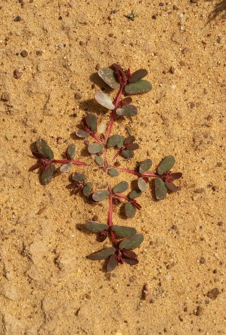 الحلب (لبيد، ملبانه) - تصوير: أ
