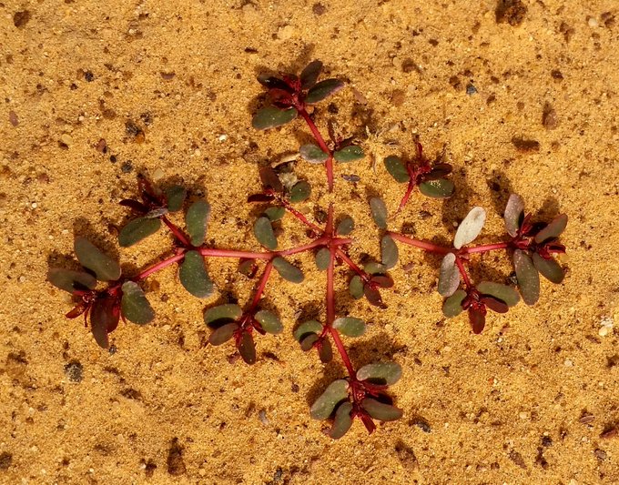 الحلب (لبيد، ملبانه) - تصوير: أ