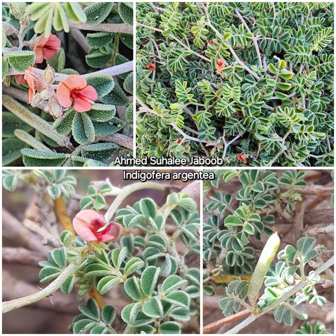 الدريدة - تصوير أ. أحمد سوحلي