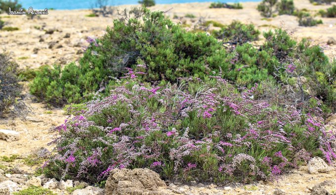 الكسب (القطف) - تصوير: أ. إبراهيم الدخيل