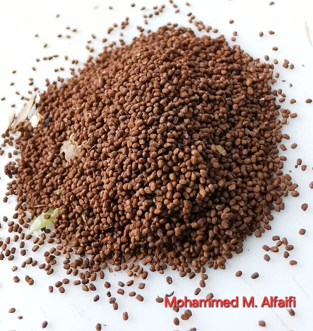 تبغ شائع - تصوير: م