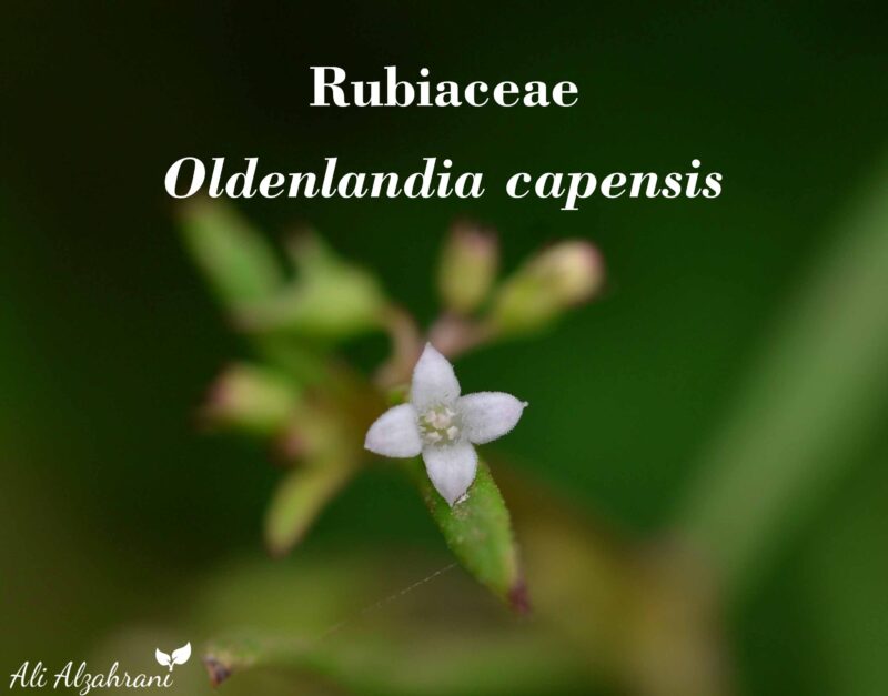 oldenlandia_capensis