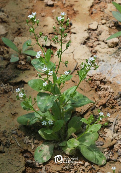 Paramollugo nudicaulis - تصوير: أ