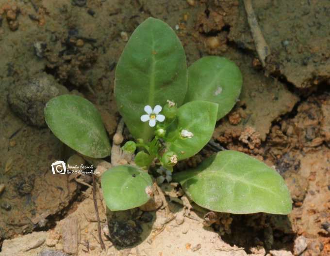 Paramollugo nudicaulis - تصوير: أ