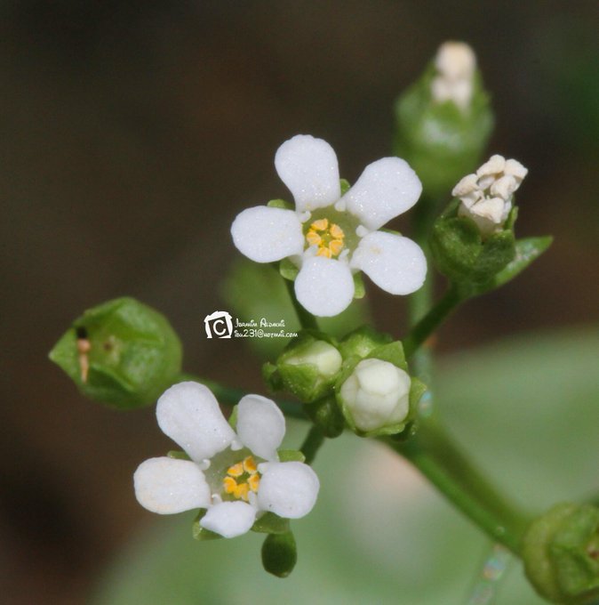 Paramollugo nudicaulis - تصوير: أ