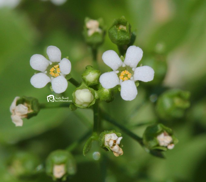 Paramollugo nudicaulis - تصوير: أ