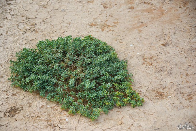 شكير - تصوير أ