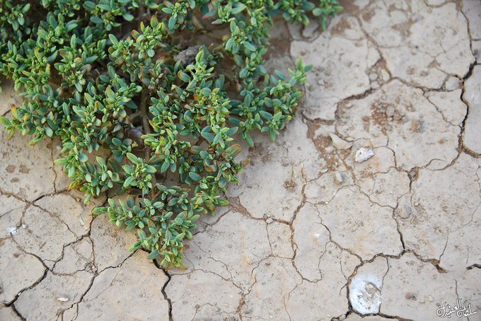 شكير - تصوير أ