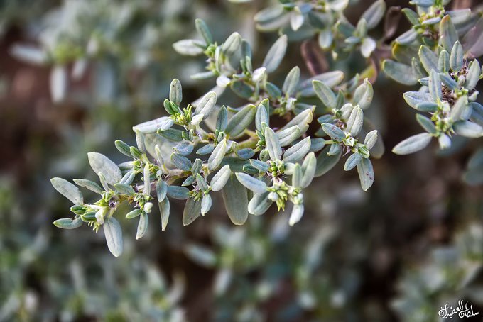 شكير - تصوير أ