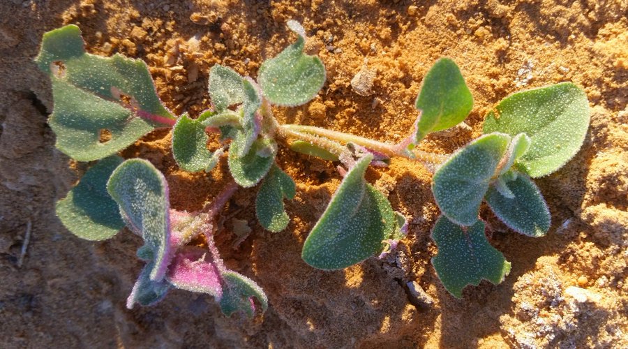 Atriplex_dimorphostegia