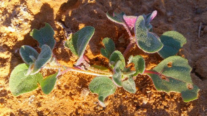 Atriplex_dimorphostegia_1