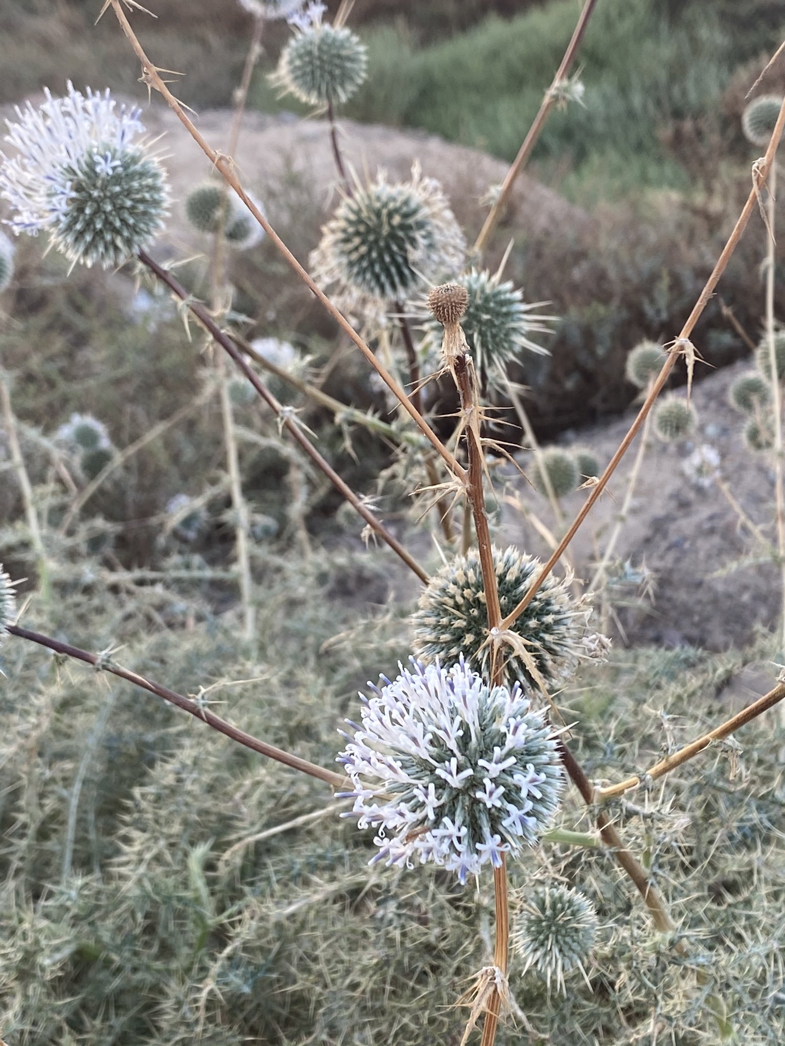 الشيخة 3 (الخرشف 4) - تصوير Botanist