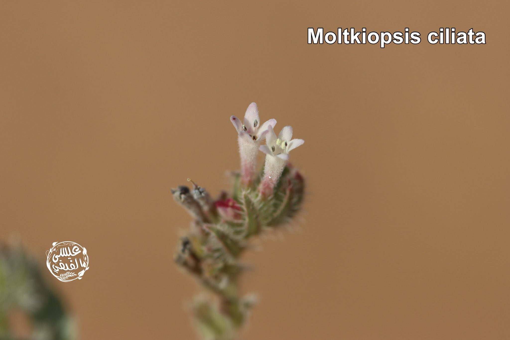 الحلم (الحماط) - تصوير عيسى الفيفي