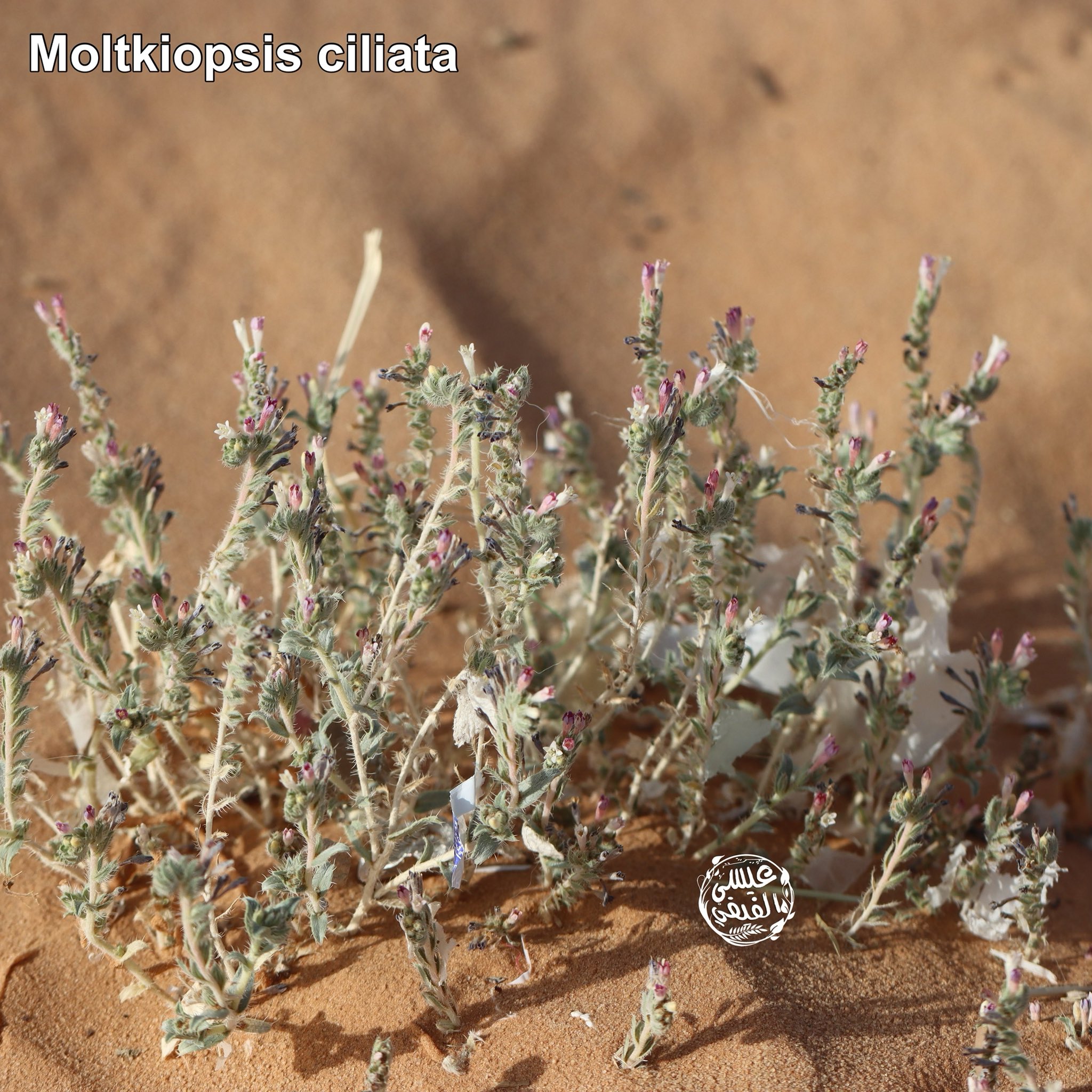 الحلم (الحماط) - تصوير عيسى الفيفي