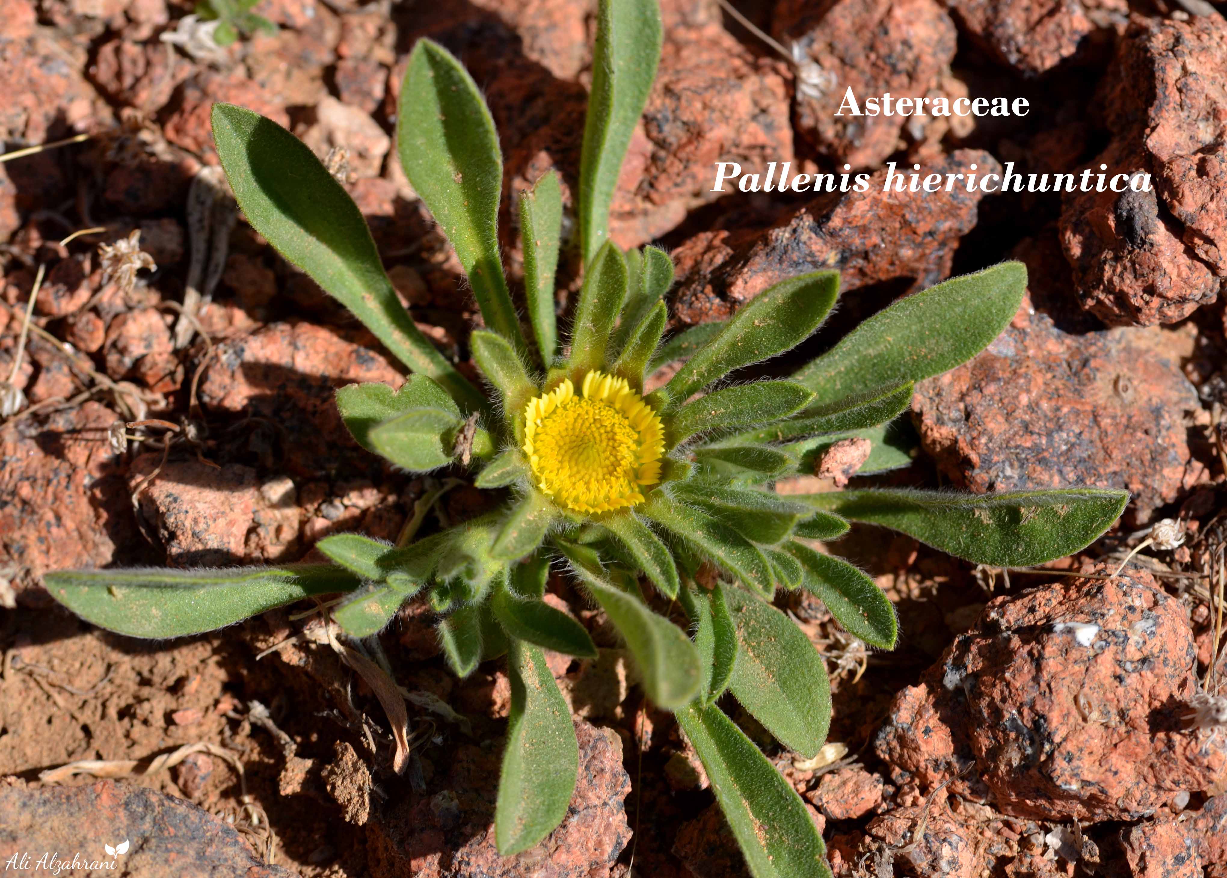 البهرمان (عين البقر، نقد، بركات) - تصوير د
