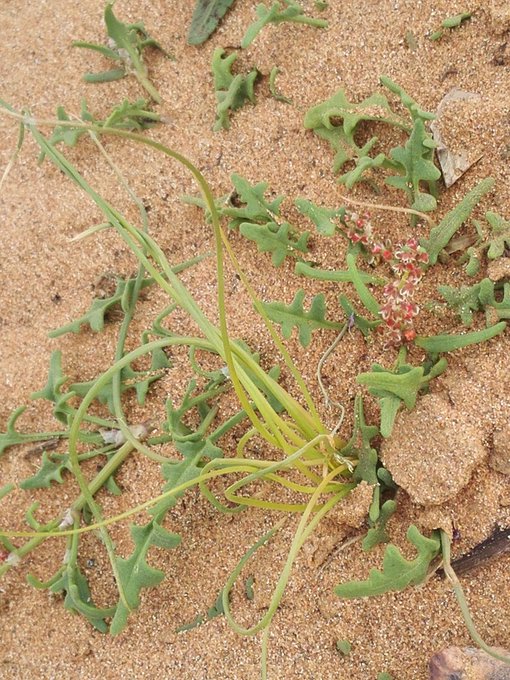Rumex_pictus_2