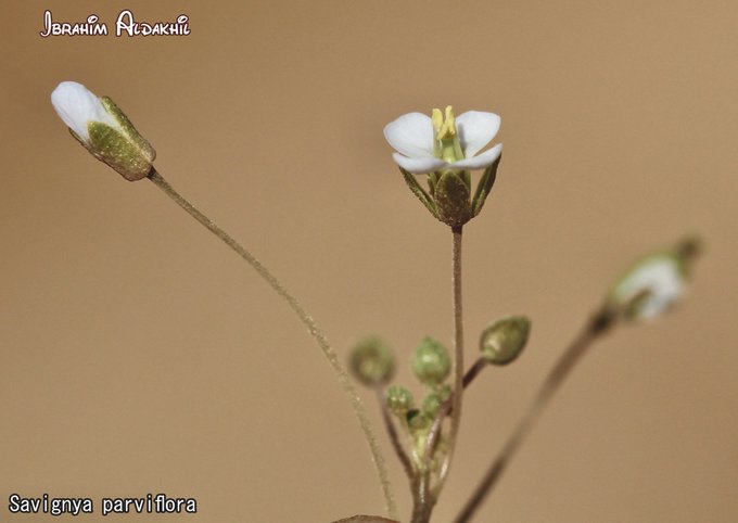 Savignya_parviflora_2