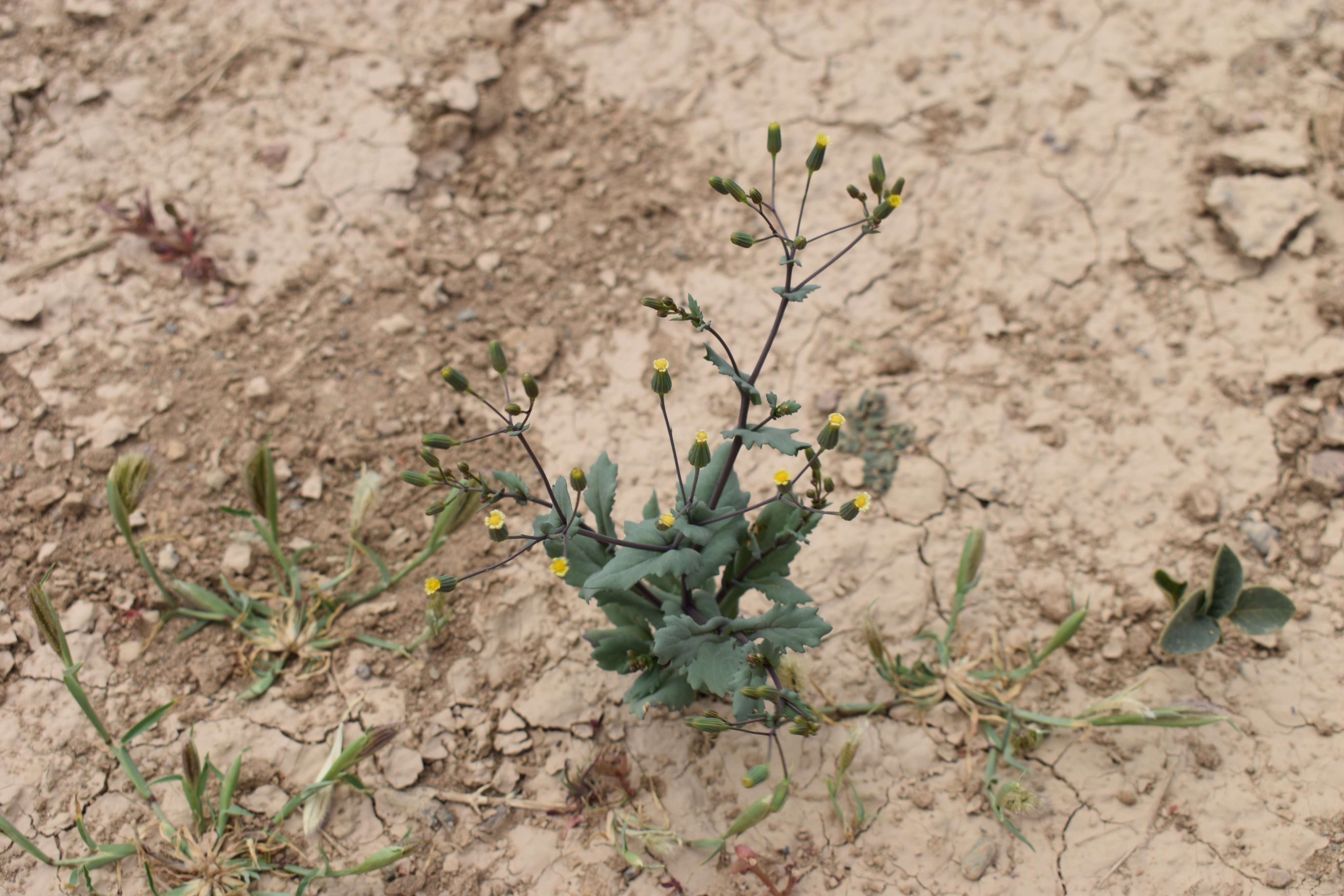 عشبة الغار - تصوير Botanist