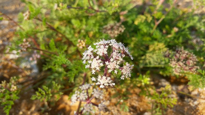 البسباس - تصوير: أ