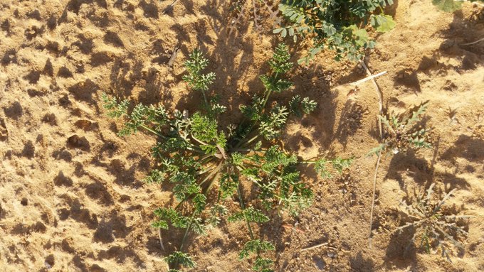 البسباس - تصوير: أ