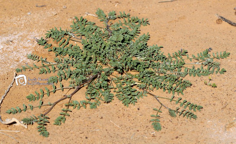 التأويل - تصوير: أ